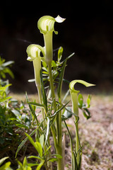 ミミガタテンナンショウ素心