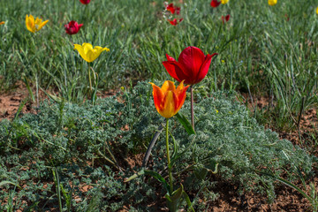 Wild red tulips in steppes in spring