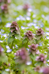 ヒメオドリコソウ