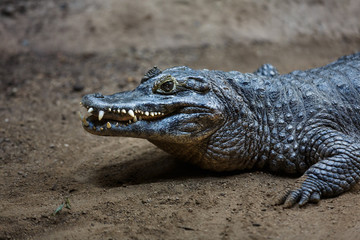 Crocodile on the ground