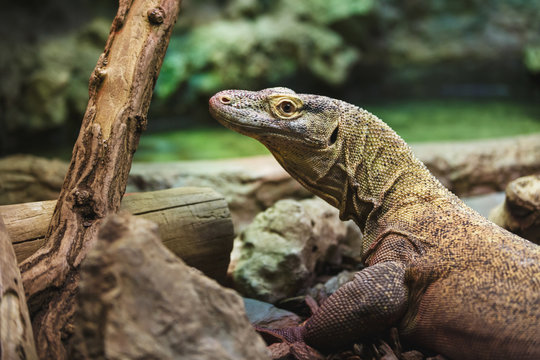 The Komodo Dragon in forest