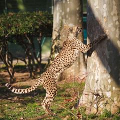 Cheetah is sharpening its claws