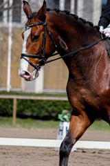 Obraz premium Portrait of brown sport horse during show