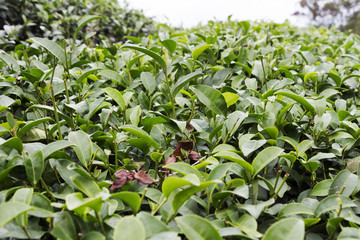 Green tea plantation on mountain