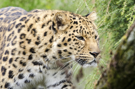 The Leopard