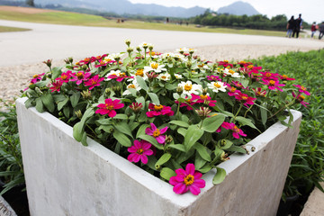 Beautiful flowers in the garden