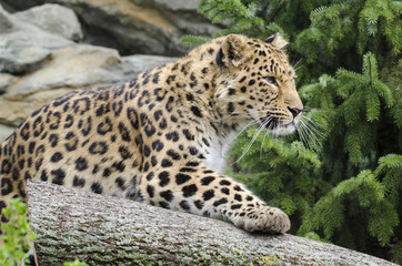 Fototapeta na wymiar The Leopard