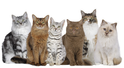 Katzengruppe mit mehreren Katzen nebeneinander sitzend