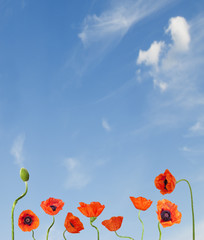 Raw of poppies