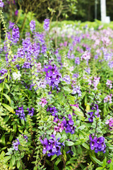 Beautiful flowers in the garden