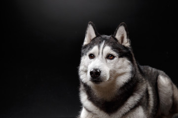 portrait of a dog Siberian Husky in the studio
