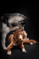 portrait of a dog Siberian Husky and Nova Scotia Duck Tolling