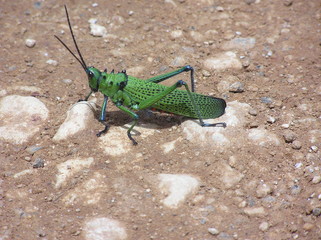 green grasshopper