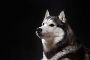 portrait of a dog Siberian Husky in the studio
