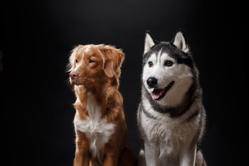 portrait of a dog Siberian Husky and Nova Scotia Duck Tolling