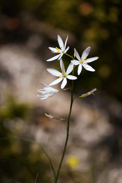 Wild flower Anthericum liliago