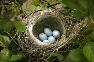 small nest with five white eggs - obrazy, fototapety, plakaty