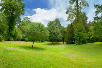 Beautiful meadow covered with grass in the park