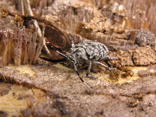 longhorn beetle