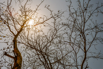 Trees along the wild man in the shadows when the sun was falling