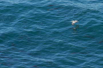 Pelicans lookinbg for food off the coast of Point Vicente near Rancho Palos Verdes California