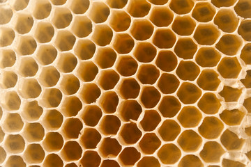 Honeycomb Macro in spring