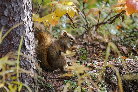 Close up of a Red squirrel nibbling at a cone, Chena River State Park, Alaska