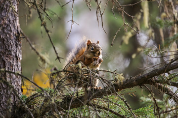 Red squirrel in a tree nibbling at a cone, Chena River State Park, Alaska