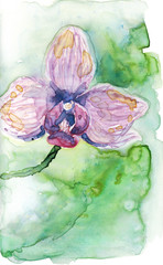 Watercolor hand drawn illustration of lilac orchid flower on a green background art