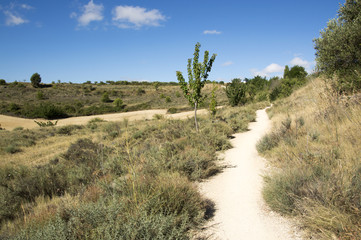 Road to Santiago from Los Arcos to Logroño