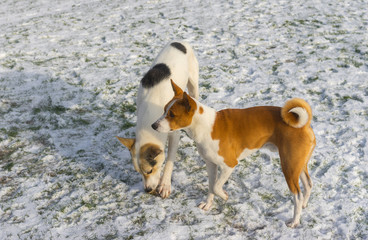 Young mixed-breed big dog plays with basenji on a snow covered lawn