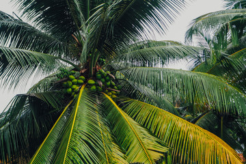 Fototapeta na wymiar palm trees with coconuts Sri Lanka