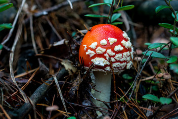 Dangerous poisonous red mushroom in autumn forest