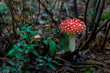 Dangerous poisonous red mushroom in autumn forest