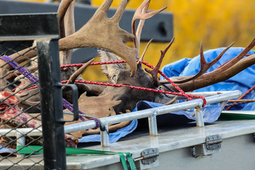 Hunting trophies, moose heads with horns on a huntsmen vehicle, Richardson Highway, Alaska