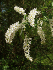 Dandelion at Autigny La Tour, Vosges, France