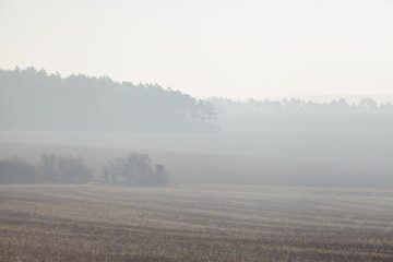 Kiefernwald