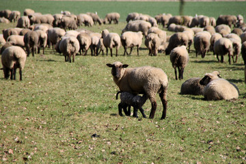Ein Lamm beim säugen