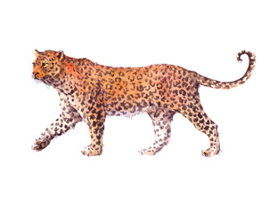 Leopard. Wild big cat. Watercolor realistic illustration isolated on white background.