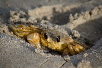 Strandkrabbe 