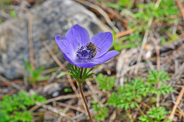 Close up bee on anemone flower