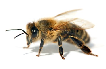 detail of bee or honeybee , Apis Mellifera