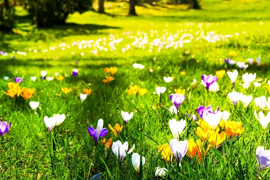 Fototapeta Krokusse Frühlingserwachen