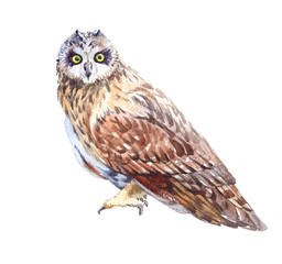 Watercolor owl bird screaming isolated on a white background illustration.