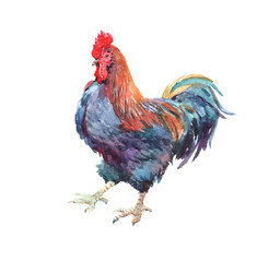 Watercolor chicken, cock, rooster bird isolated on a white background.