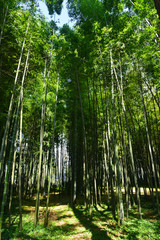 Obraz premium Bamboo forest