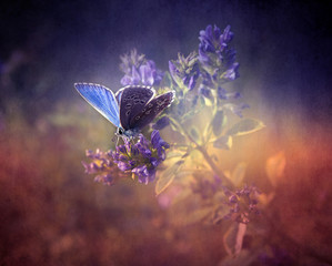 Butterfly in the nature at spring