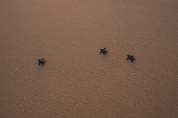 Small turtles backing to the ocean