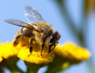 bee or honeybee in Latin Apis Mellifera