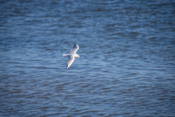 White seagull on a background of blue water